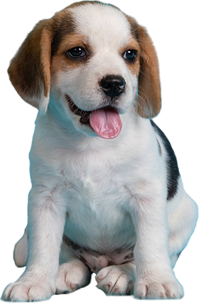 Cachorro beagle