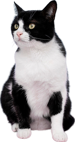 Gato blanco y negro