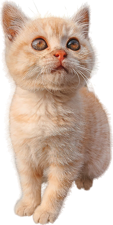 Gatito naranja