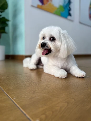 Perrito blanco con el pelo arreglado en el local de Ponme Guapo