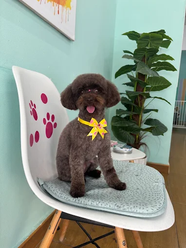Caniche oscuro con lazo amarillo tras su sesión de peluquería