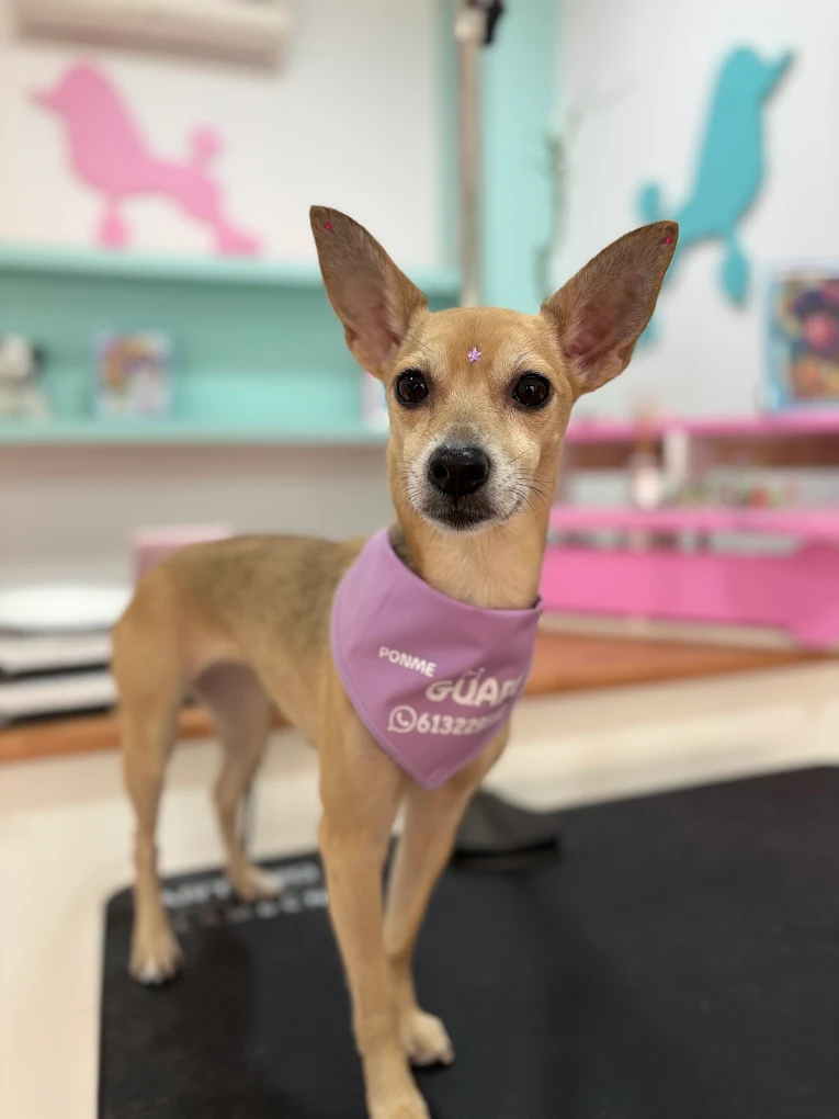 Perro de pelo corto con bandana rosa en la peluquería