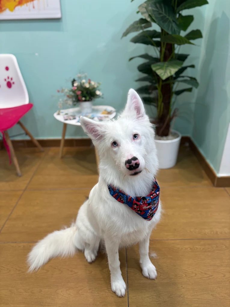 Perro blanco con bandana de colores
