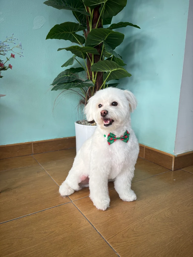 Perro blanco con pajarita verde en Ponme Guapo