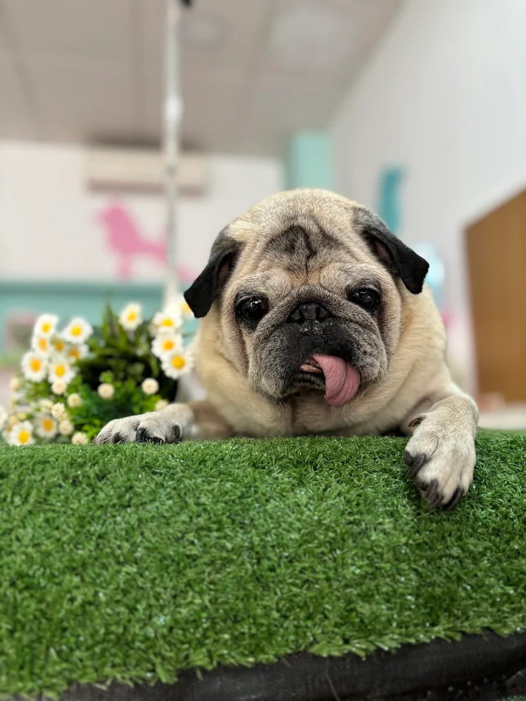 Carlino en la mesa de la peluquería Ponme Guapo