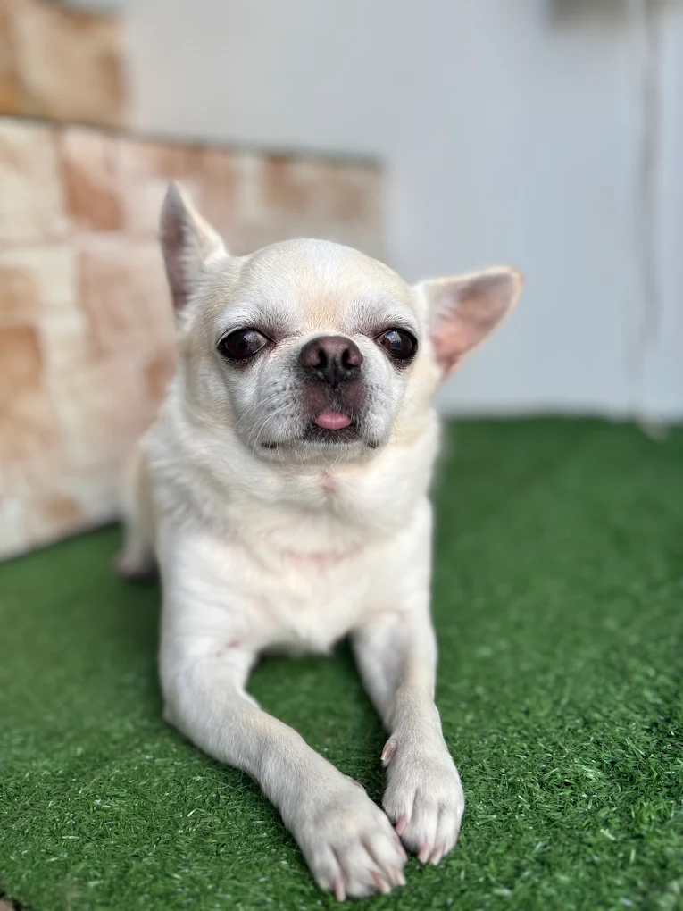 Perro pequeño sobre la mesa de la peluquería