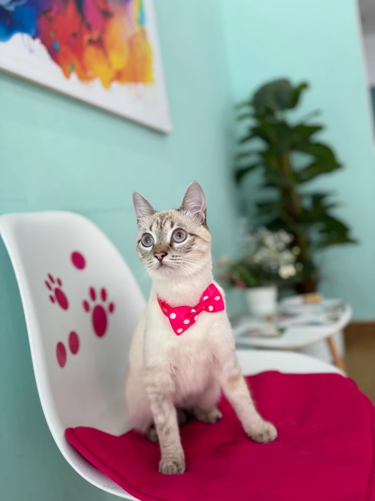 Gato con pajarita rosa en Ponme Guapo