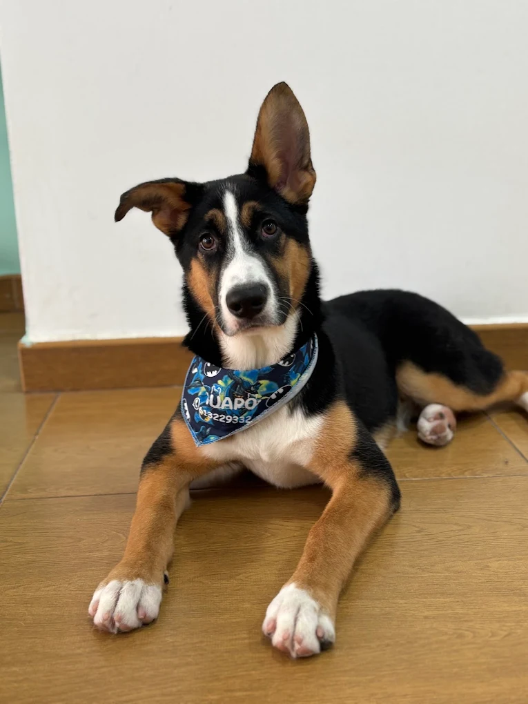 Perro tricolor con bandana azul en Ponme Guapo