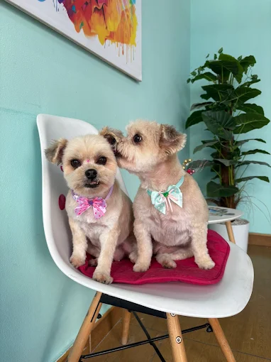 Dos perritos con lazos después de su visita a Ponme Guapo en Elda