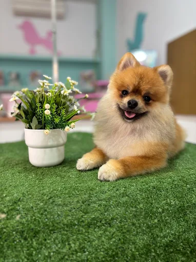 Pomerania recién arreglado en la mesa de Ponme Guapo